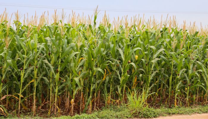  Exportações paranaenses de milho crescem 179% e receitas triplicam em 2025